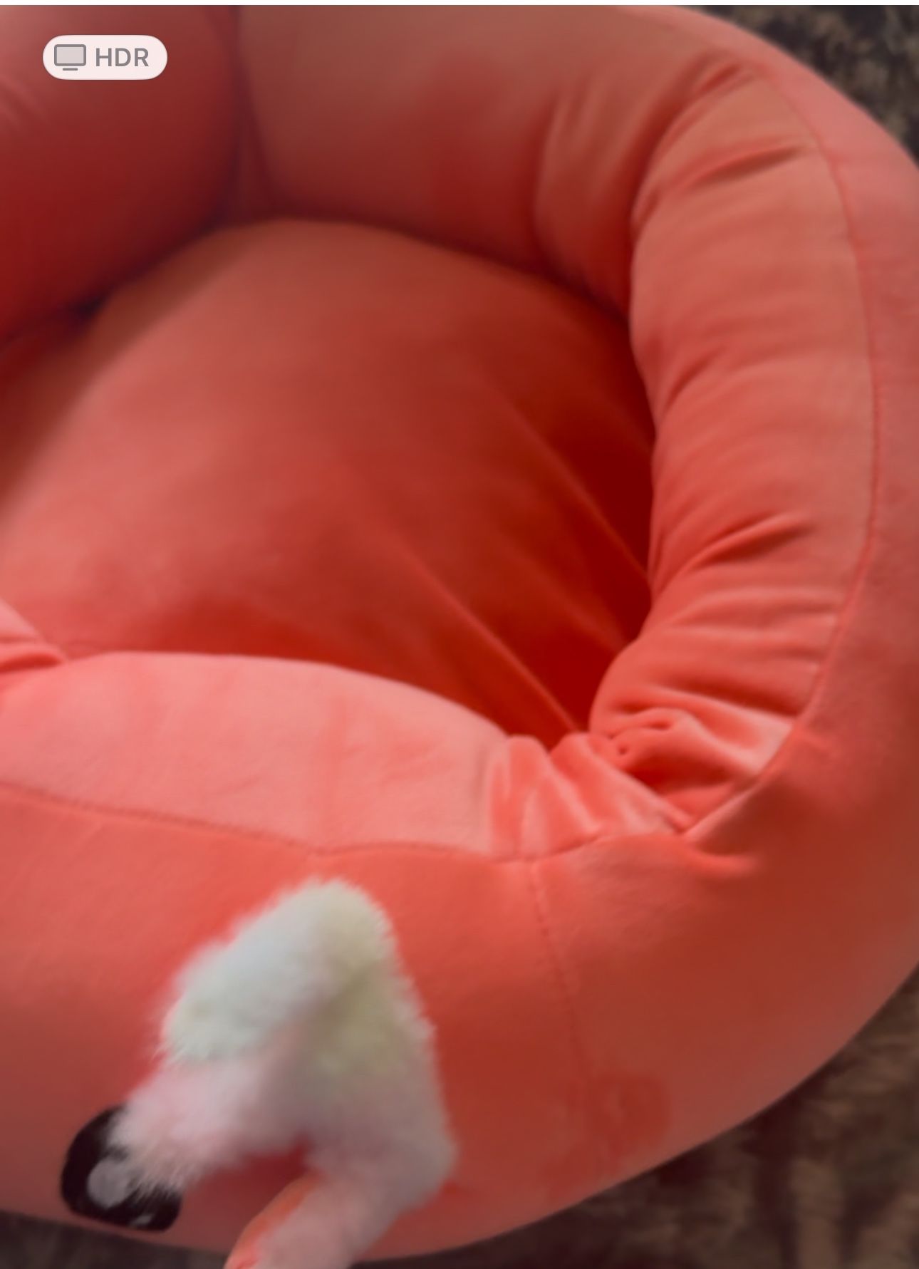 Brand New Cute Dog Bed