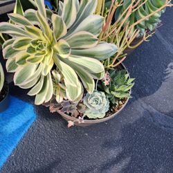 Plants 