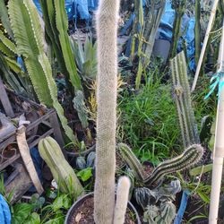 Snow Pole Cactus Plant