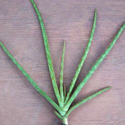 Aloe Plants $1 Each