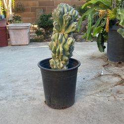 Cactus Potted Plant Home Decor Feng Shui