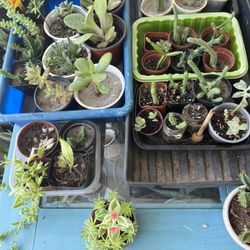 SUCCULENTS & CACTUSES FOR SALE IN LARGO 