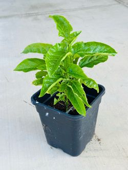 Passion Fruit  Plants 🌱