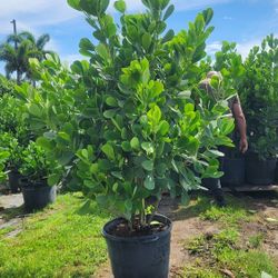 Spectacular Clusias Plants For Inmediate Privacy !!! 5-6 Feet Tall Measurements Over The Pot!!! Fertilized 