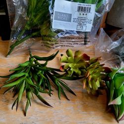 Three Plant Picks