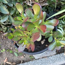 Jade Plant In A Pot Decorative 