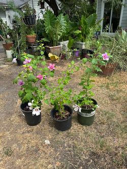 plantas de tulipán