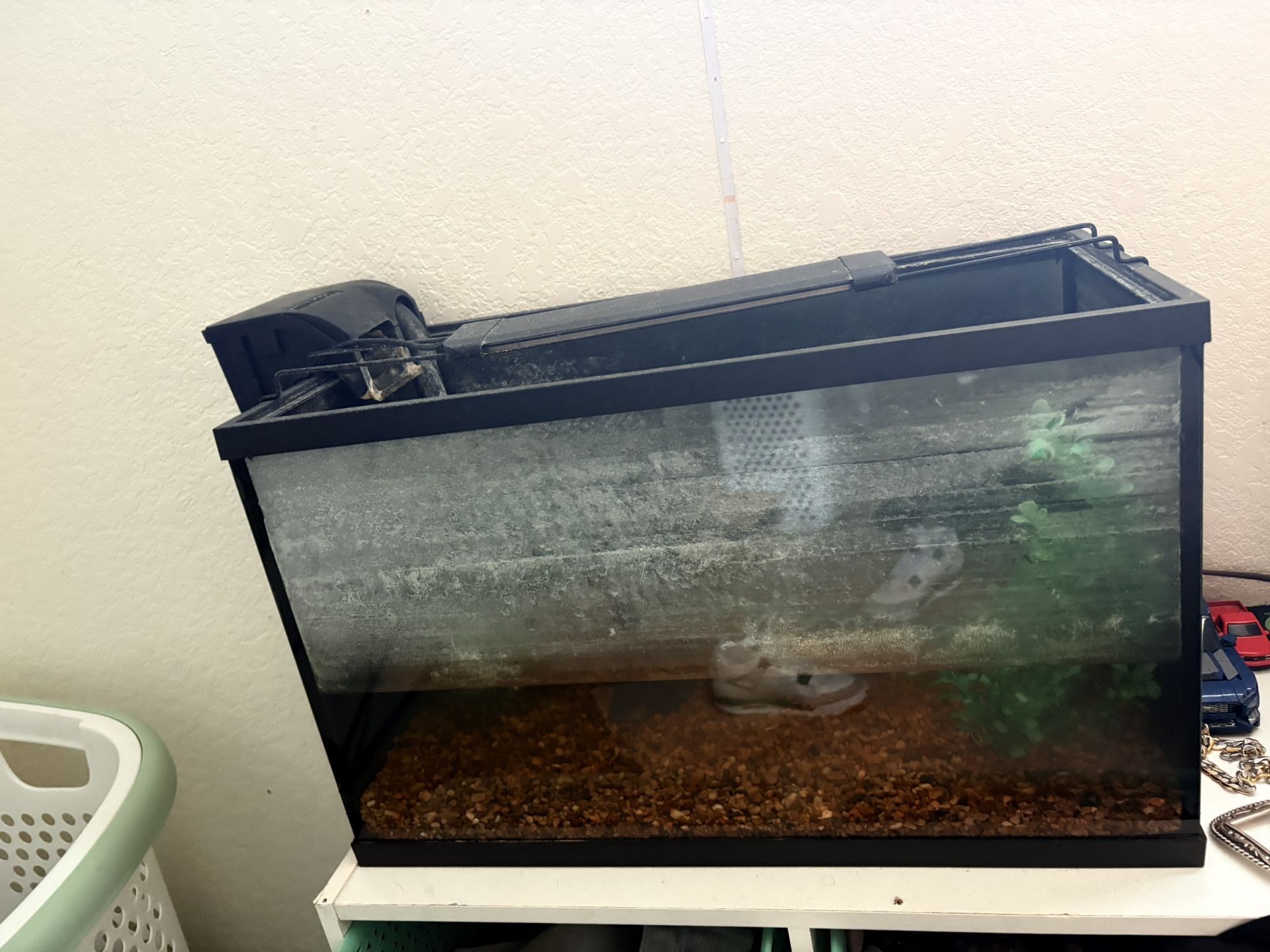 10 Gallon Fish tank