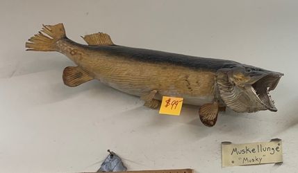 Musky Taxidermy $99-