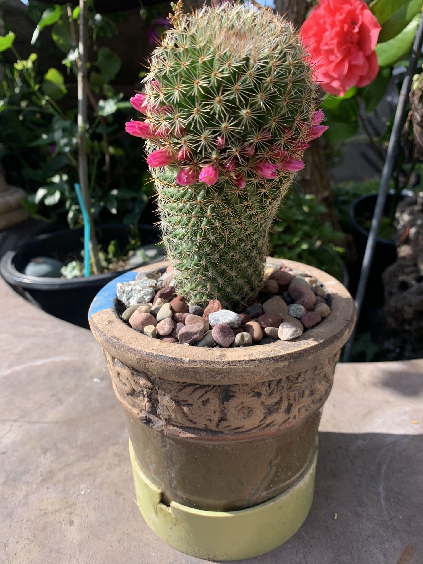 11 Inch Tall Cactus & Flowers In Beautiful Ceramic Pot