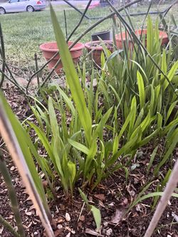 Red or orange Crocosmia plants , 4.00 each pot