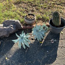 Diferent Plants The Cactus Give Flowers