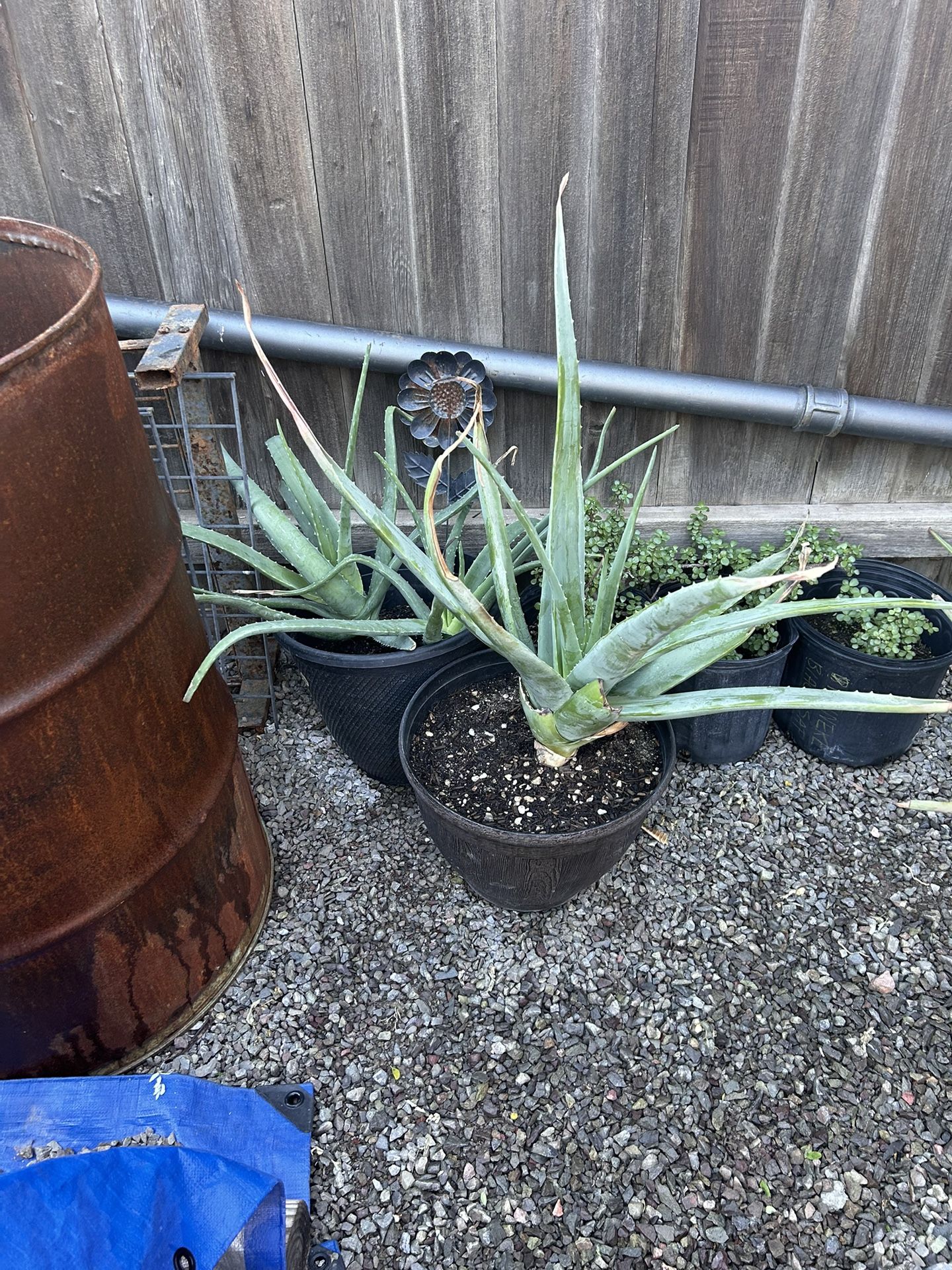Jumbo Aloe Vera