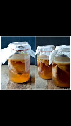 Kombucha Tea Scoby, Probiotic