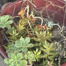 Free Succulents