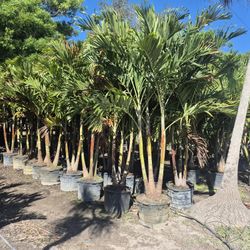 Freeze damage palm tree replacements ten foot tall, delivered implanted from