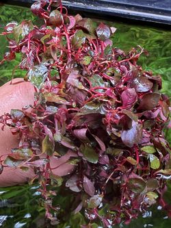 Common And Rare Aquarium And Terrarium Plants