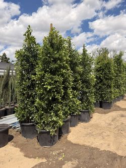 Indian Laurel Ficus 25 Gal 9 Feet Tall