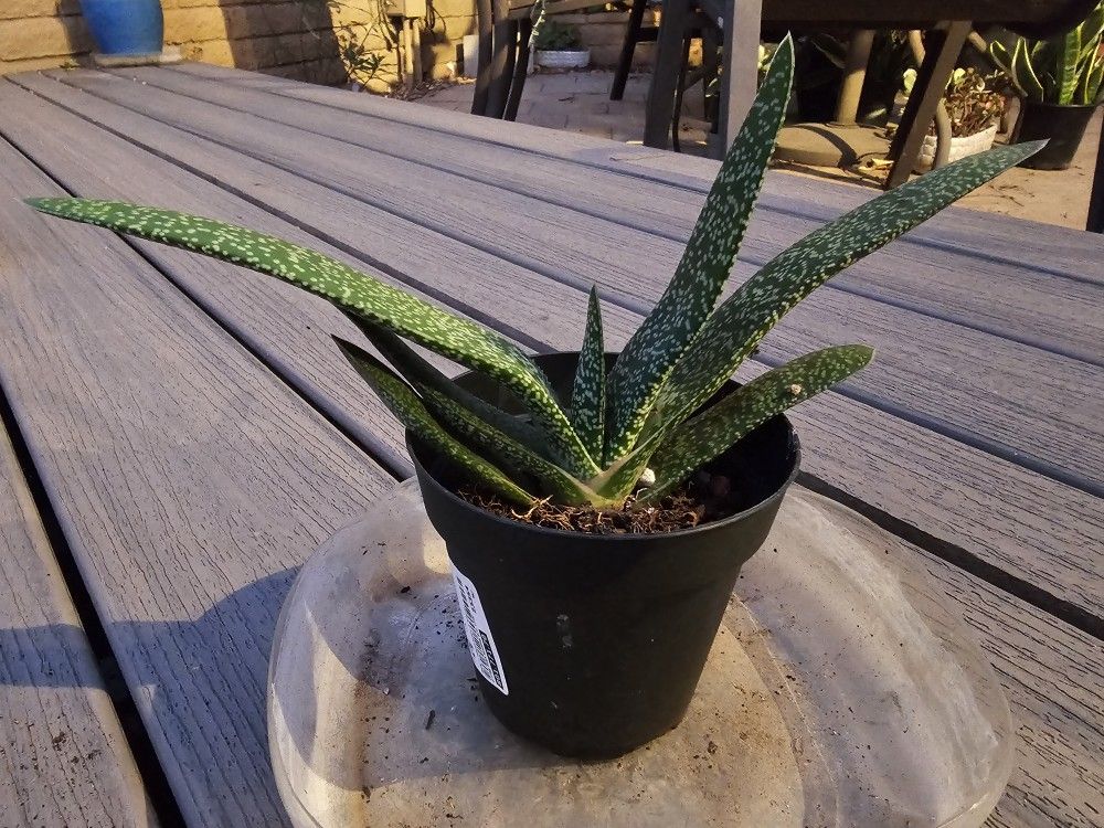 Gasteria Plant, Ox Tongue 4" Pot