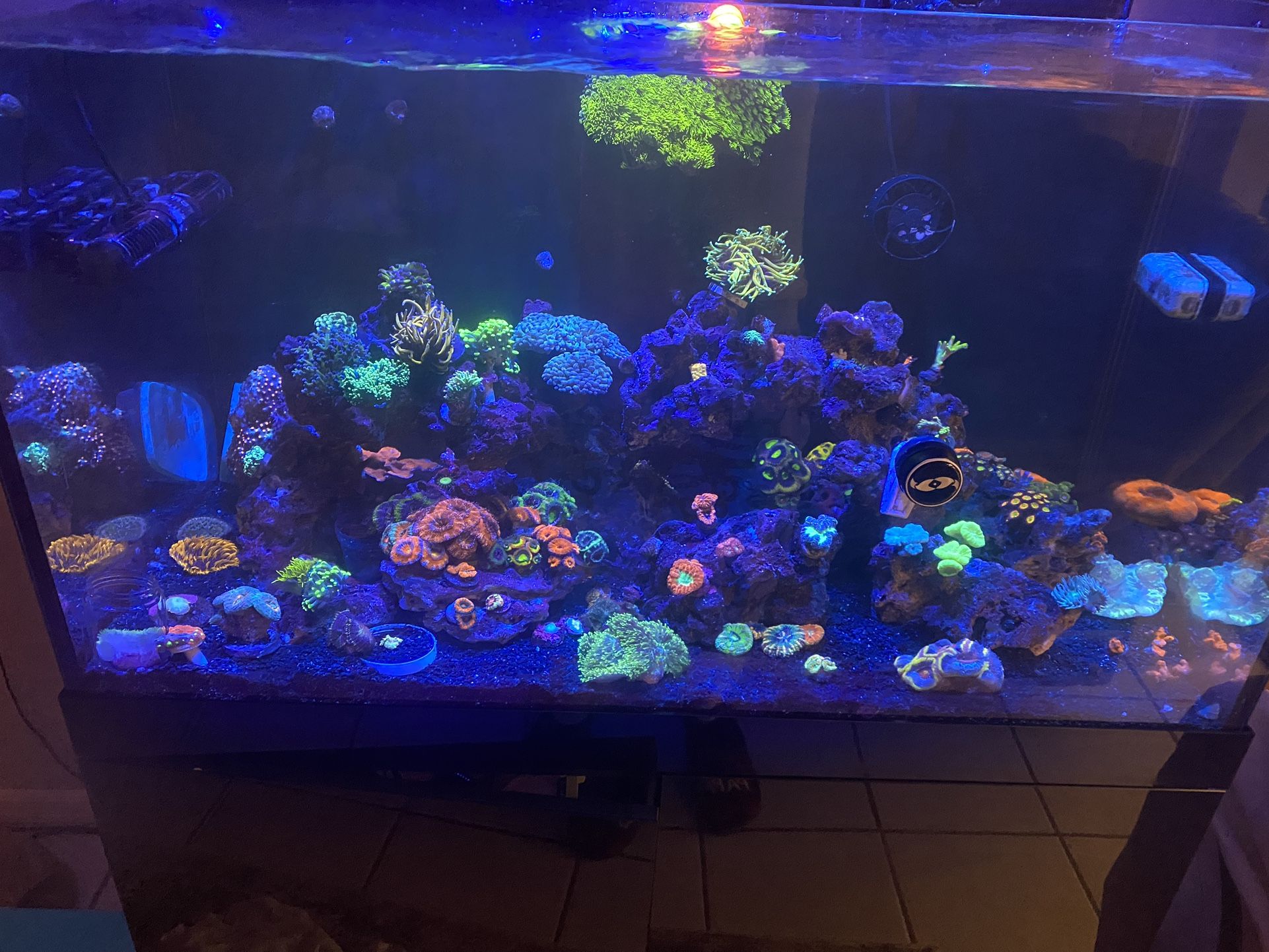 Aquarium Saltwater Reef