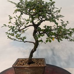 Bonsai