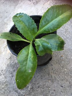 Planta de sombra