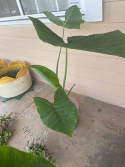 Big Elephant Ear Plant