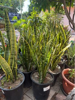 Snake Plant