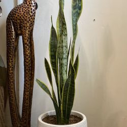 Indoor Mother-in-Law Or Snake Plant