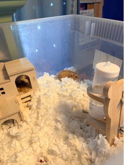 Hamster cages