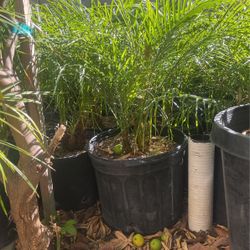 Pygmy Palm 7g $38 Each