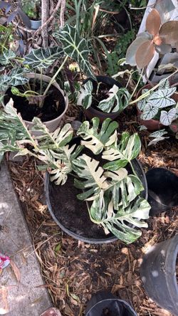 Monstera albo half moon rare