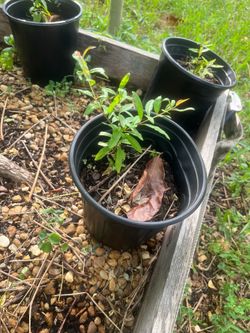Pomegranate Seedlings