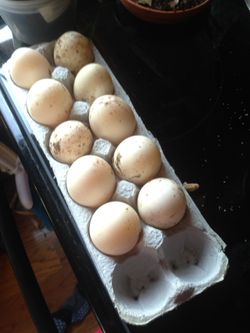 Duck eggs