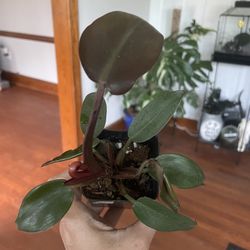 Red Imperial Philodendron House Plant 