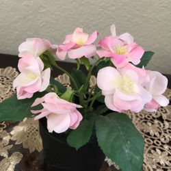 Plants 🌱 & Flowers 💐 New