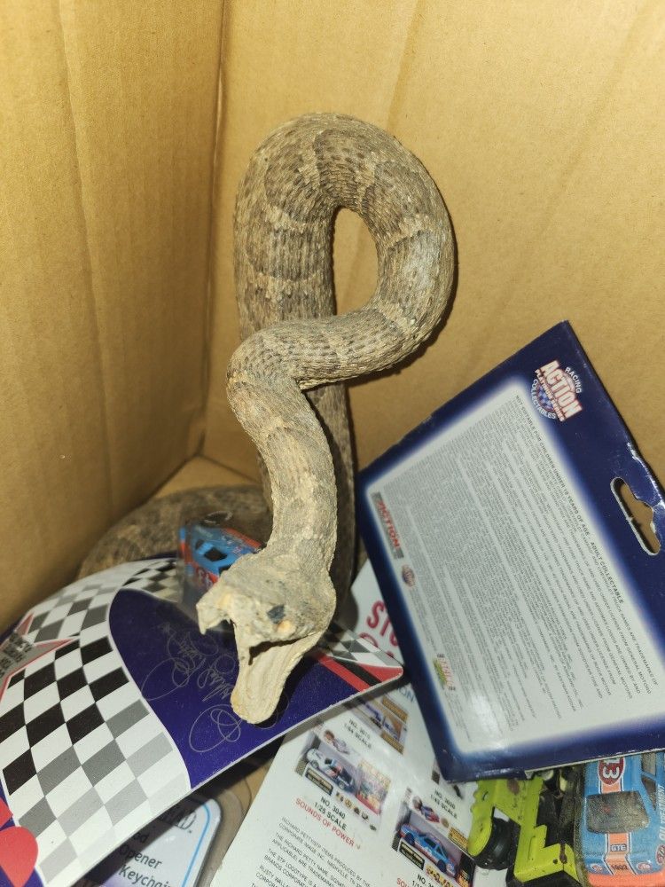 Taxidermy Snake
