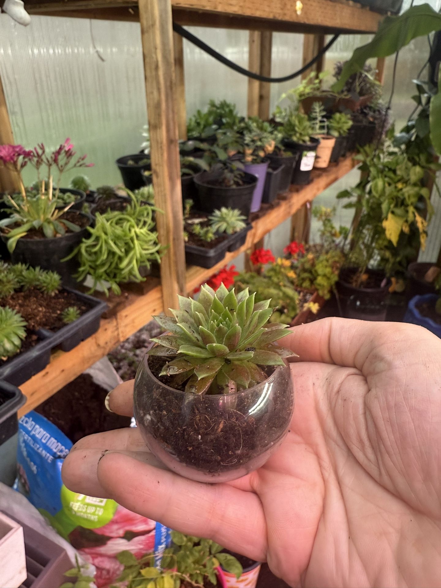 Adorable Succulent Mini In A Cute Clear Pot
