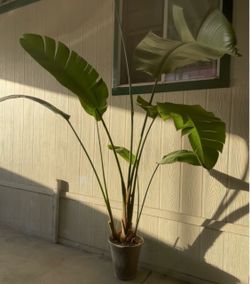 Planta ave del paraiso $$45