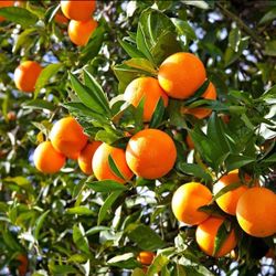 Freshly Picked Oranges