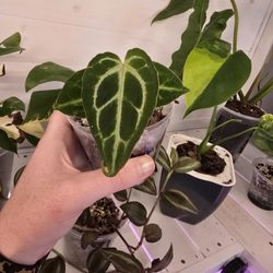 Anthurium Dorayaki Silver