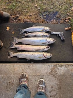 Chinook coho andsteelhead