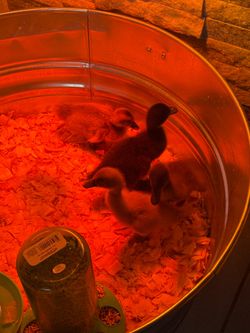 Artículos para patitos 4