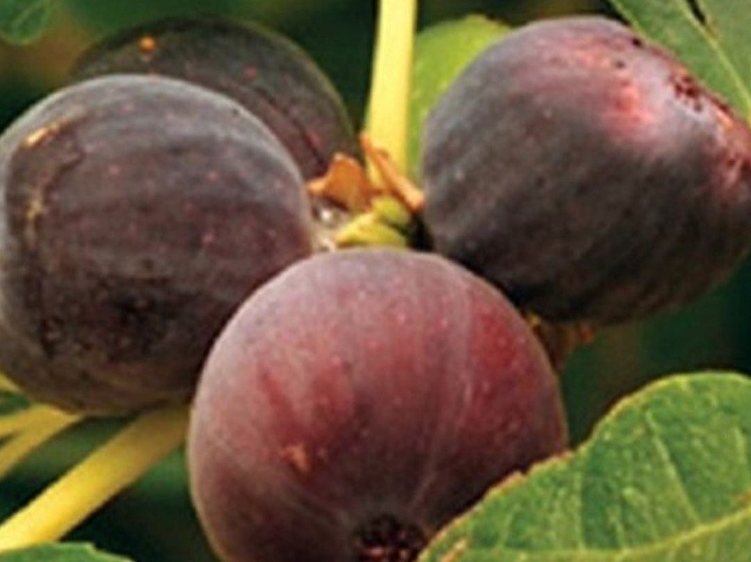 Fig Tree