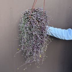 Xl Ruby Necklace Succulent In 6” Pot 
