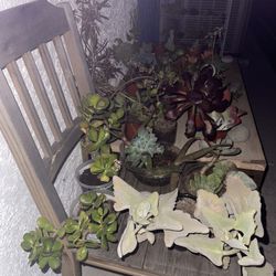 ‼️🌵🪻Moving-out PLANTS SALE‼️🌱🪴