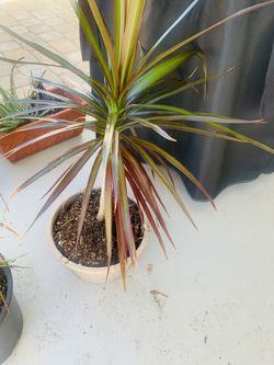 Indoor/Outdoor Plants