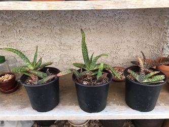 Soap Aloe Pups