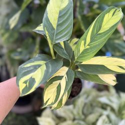 Plants (4”pot🌿Ctenanthe never never plant $10)