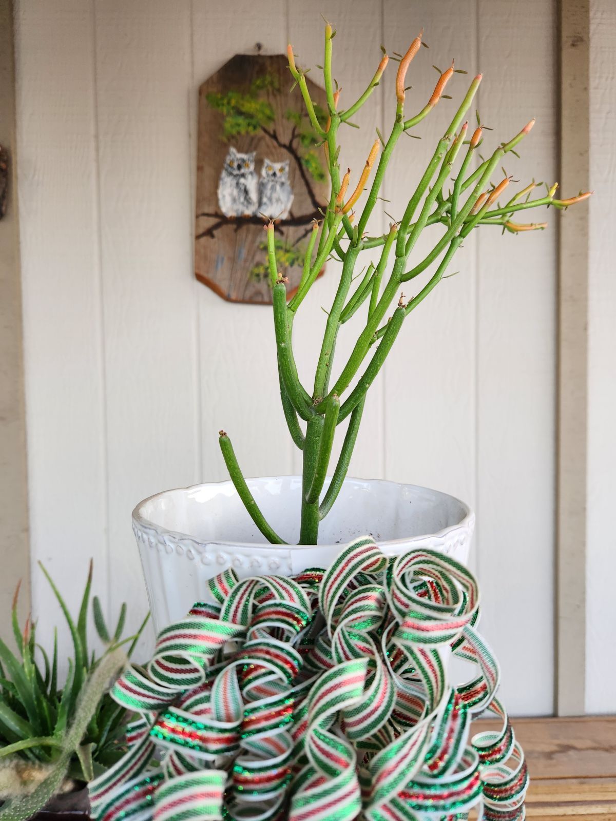 Pencil Cactus